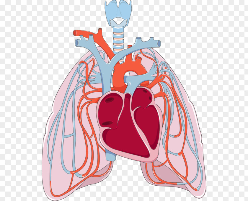 Creative Lungs Lung Pulmonary Circulation Bronchus Disease Heart PNG