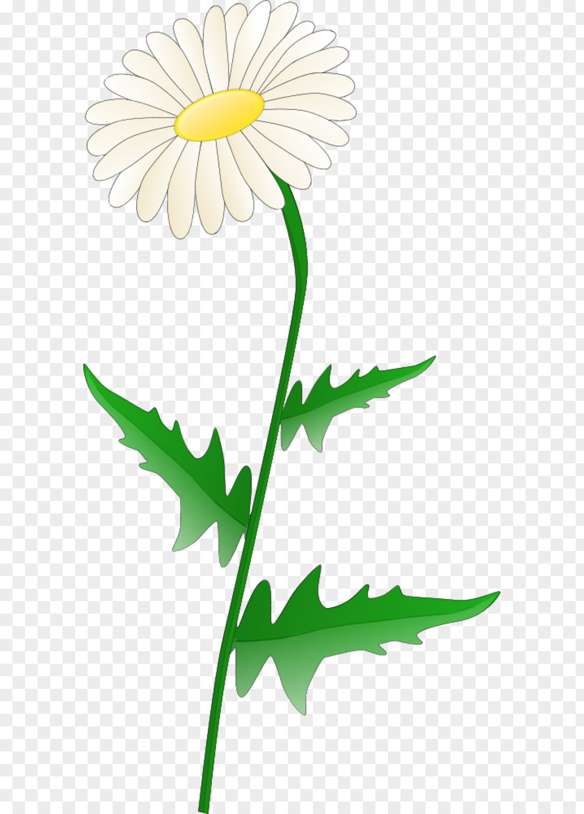 Daisy Flower Clipart Free Content Common Clip Art PNG