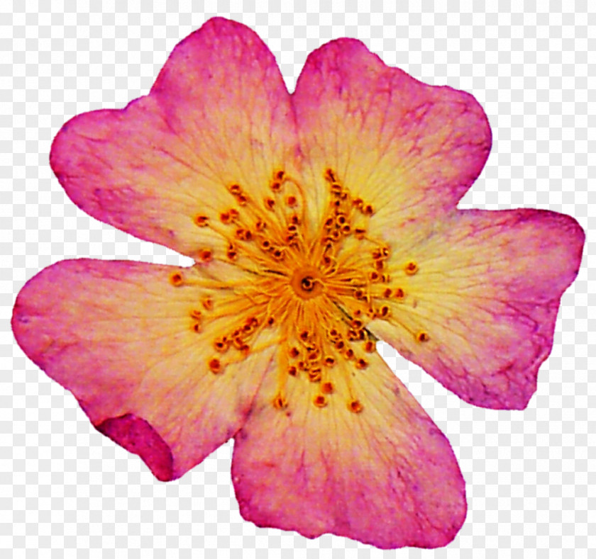 Dried Pressed Flower Craft Petal Art Rose PNG