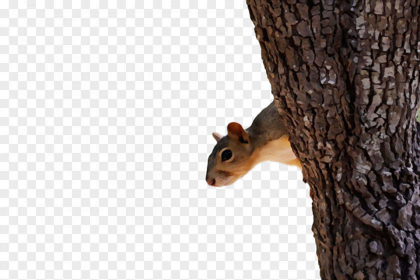 Fox Squirrel Chipmunks Squirrels 02021 PNG