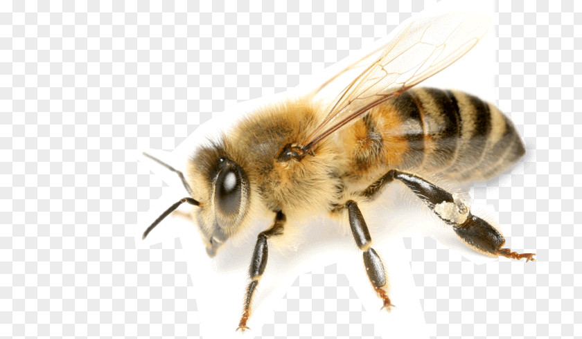 Manchester Bee Honey Mānuka Beekeeping PNG