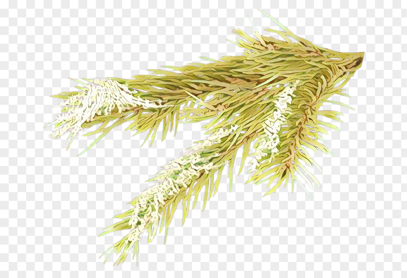 Pine Family White Grass Plant Tree PNG