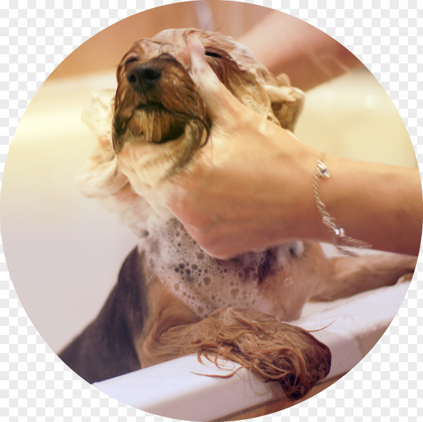 Puppy Yorkshire Terrier Dog Breed Shampoo Cosmetics PNG