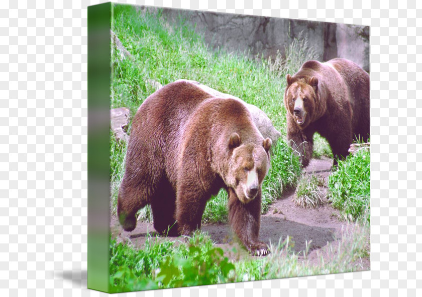 Bear Grizzly American Black Alaska Peninsula Brown Wildlife PNG