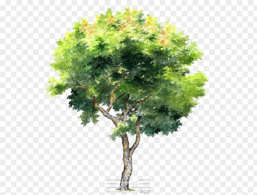 Hand-painted Trees Tree PNG