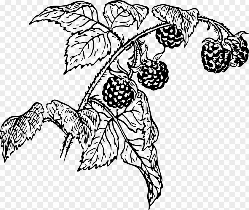 Raspberries Raspberry Drawing Line Art Clip PNG