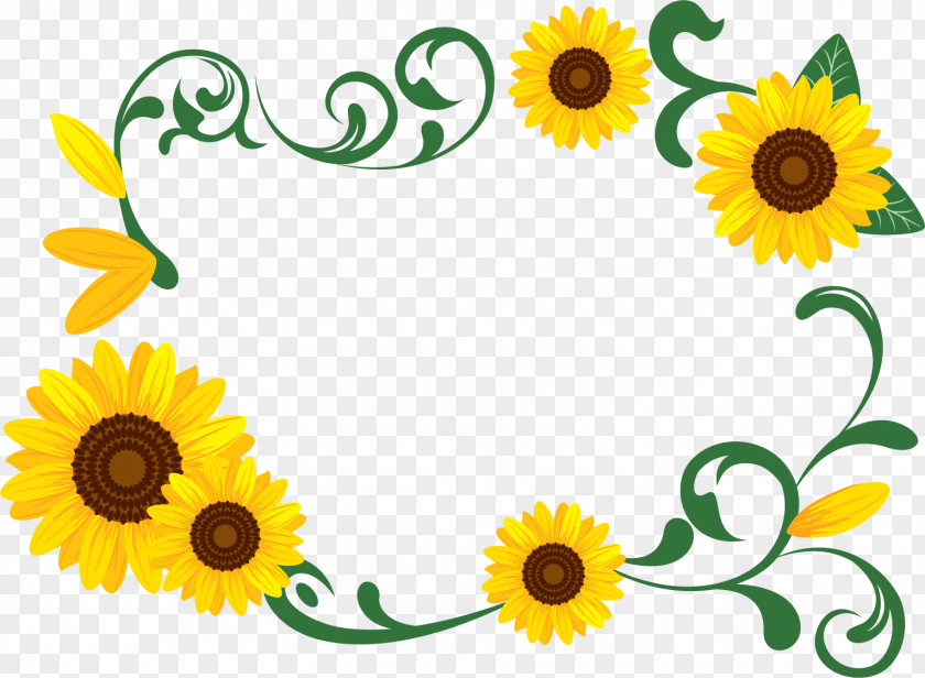 Summer Season Common Sunflower Photography Download PNG