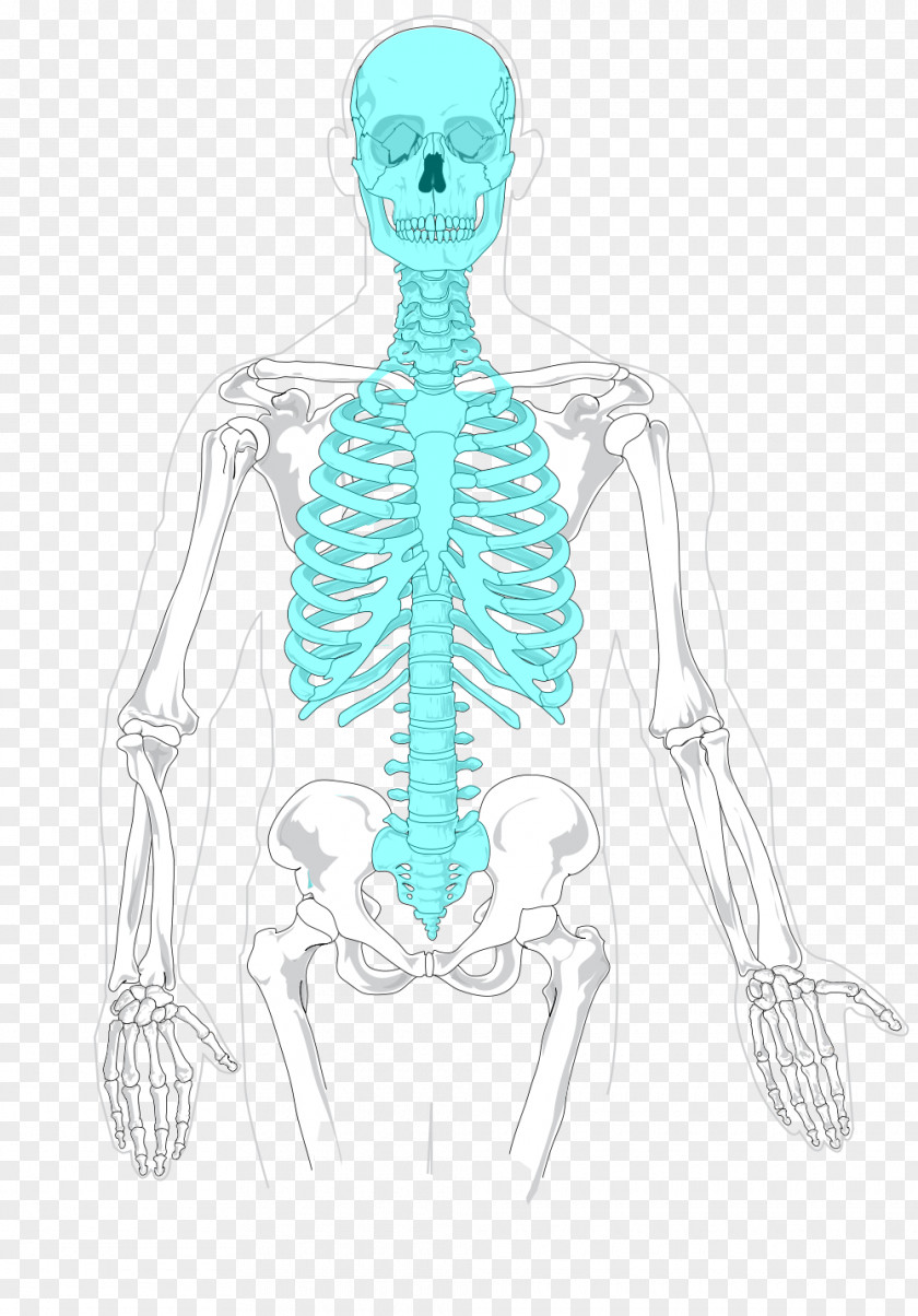 Anatomy Axial Skeleton Human Appendicular Bone PNG