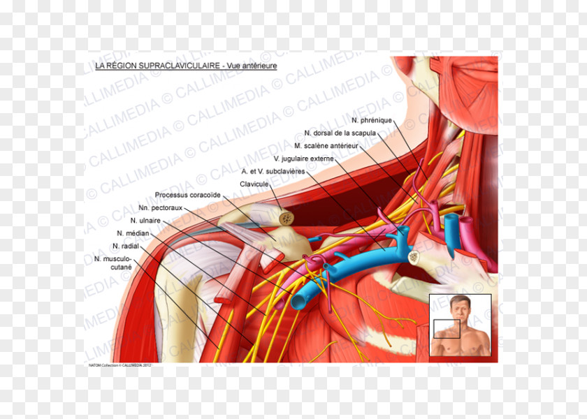 Anatomy Of Skin Supraclavicular Fossa Lymph Nodes Subclavian Artery Nerves PNG