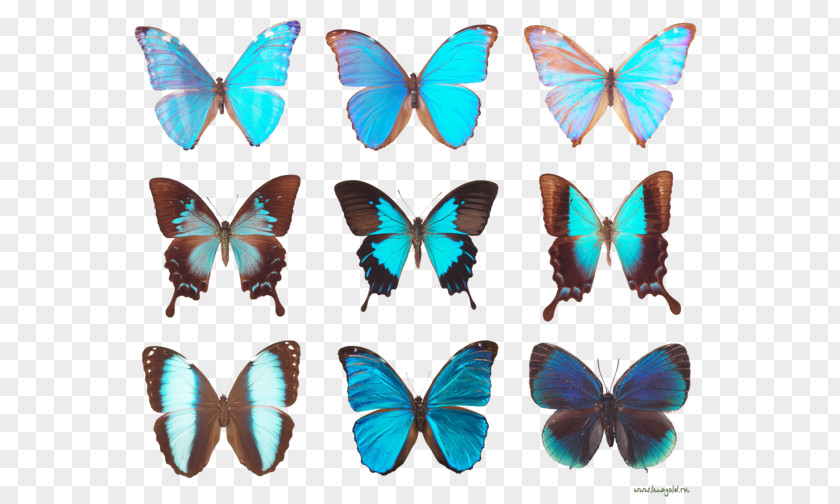 Butterfly Diagram Clip Art PNG