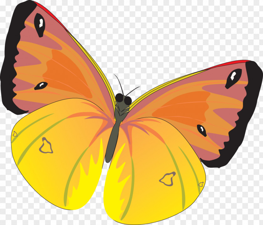 Butterfly Image Clip Art PNG