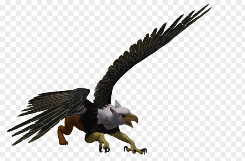Griffin Bald Eagle Rendering DeviantArt PNG