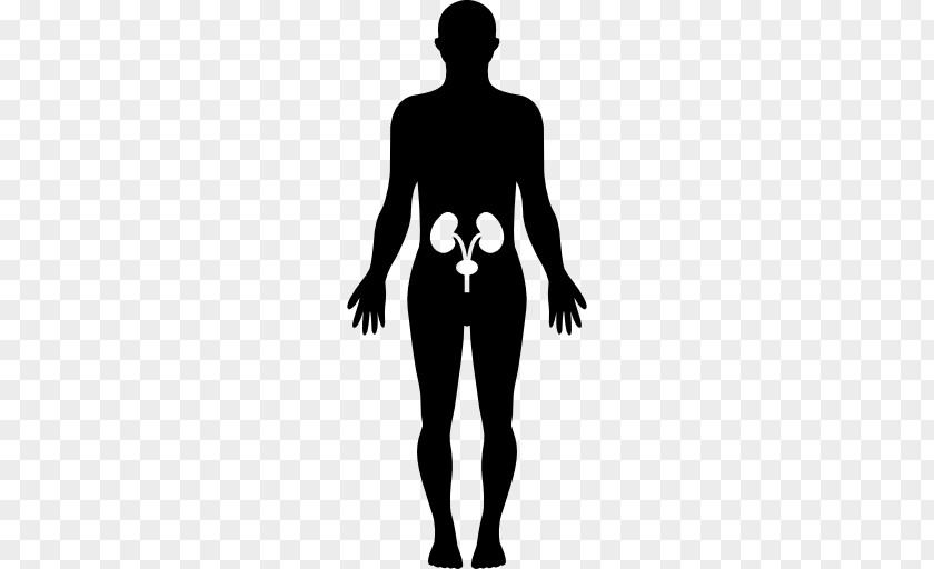 Human Body PNG