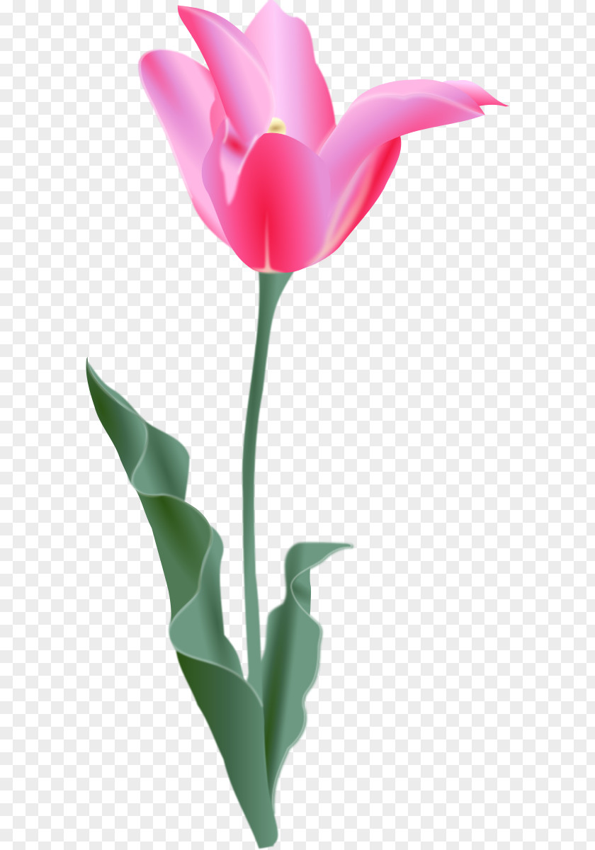 Image Of Tulip Free Content Flower Clip Art PNG