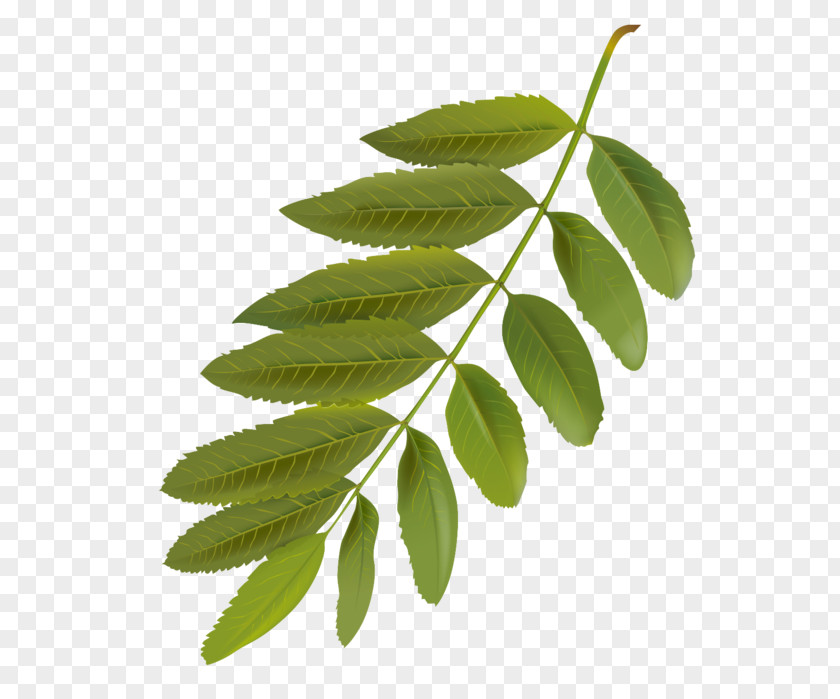 Plant Stem Smooth Sumac Leaf Flower Tree Woody PNG
