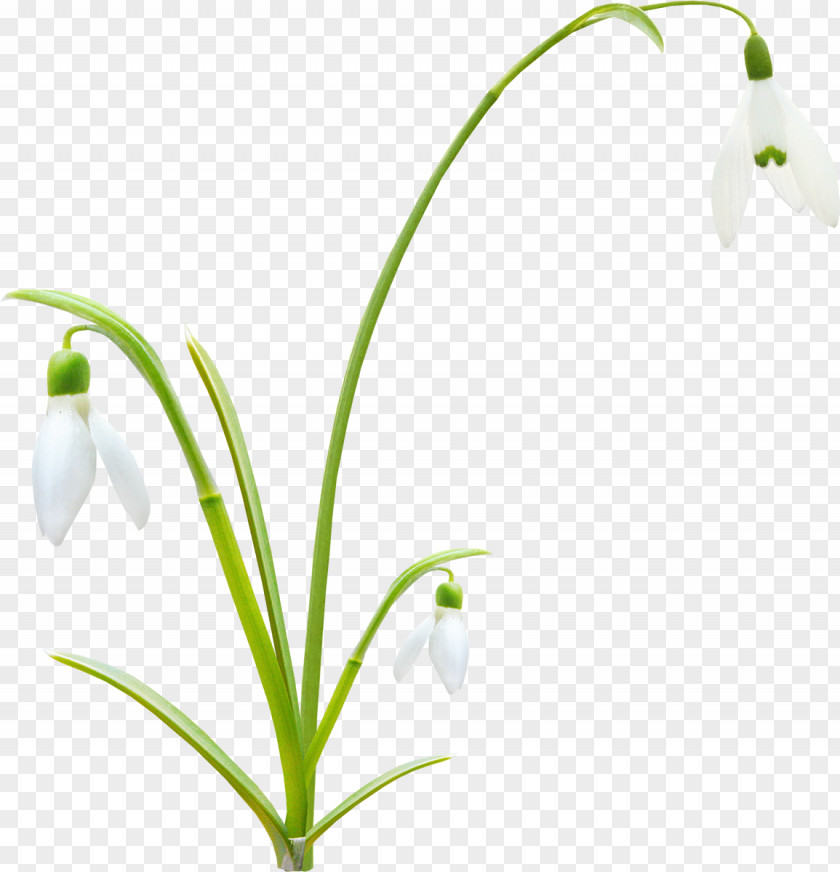 Spring Flowers Flower Bud Plant Stem Clip Art PNG