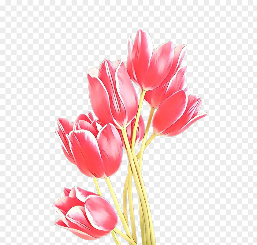 Tulip Flower Image Poster Clip Art PNG