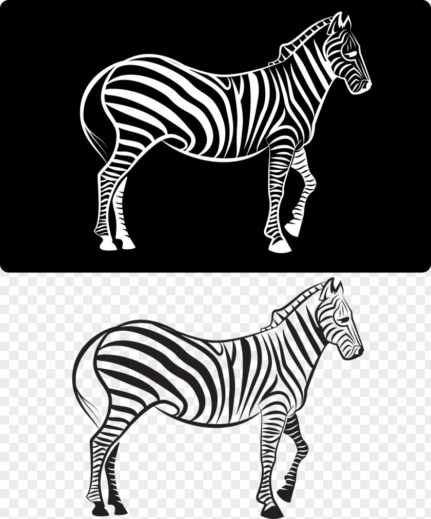 Vector Zebra Download PNG