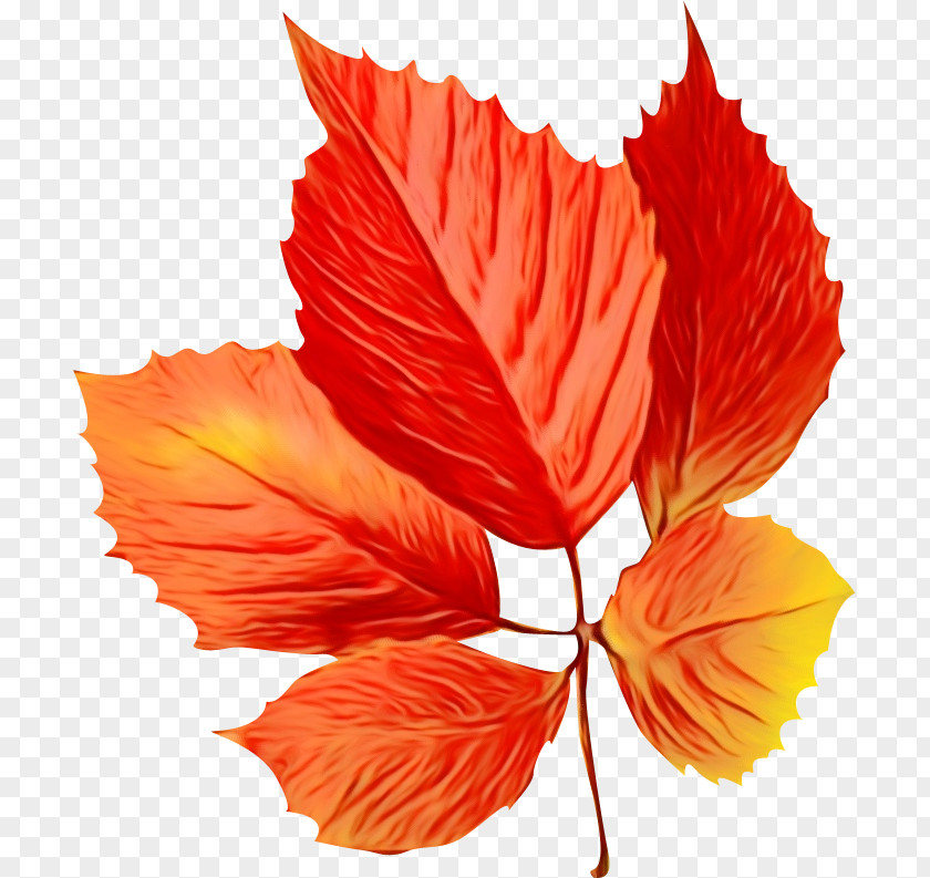 Beech Coquelicot Maple Leaf PNG