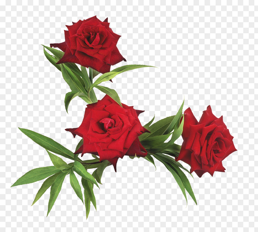 Flower Garden Roses Clip Art PNG