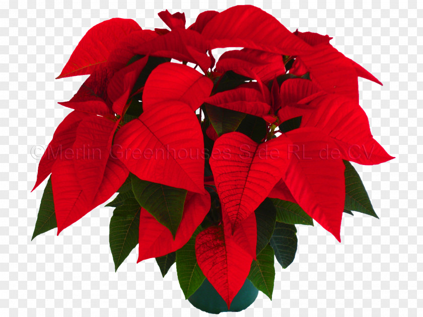 Flower Poinsettia Petal Christmas Eve PNG