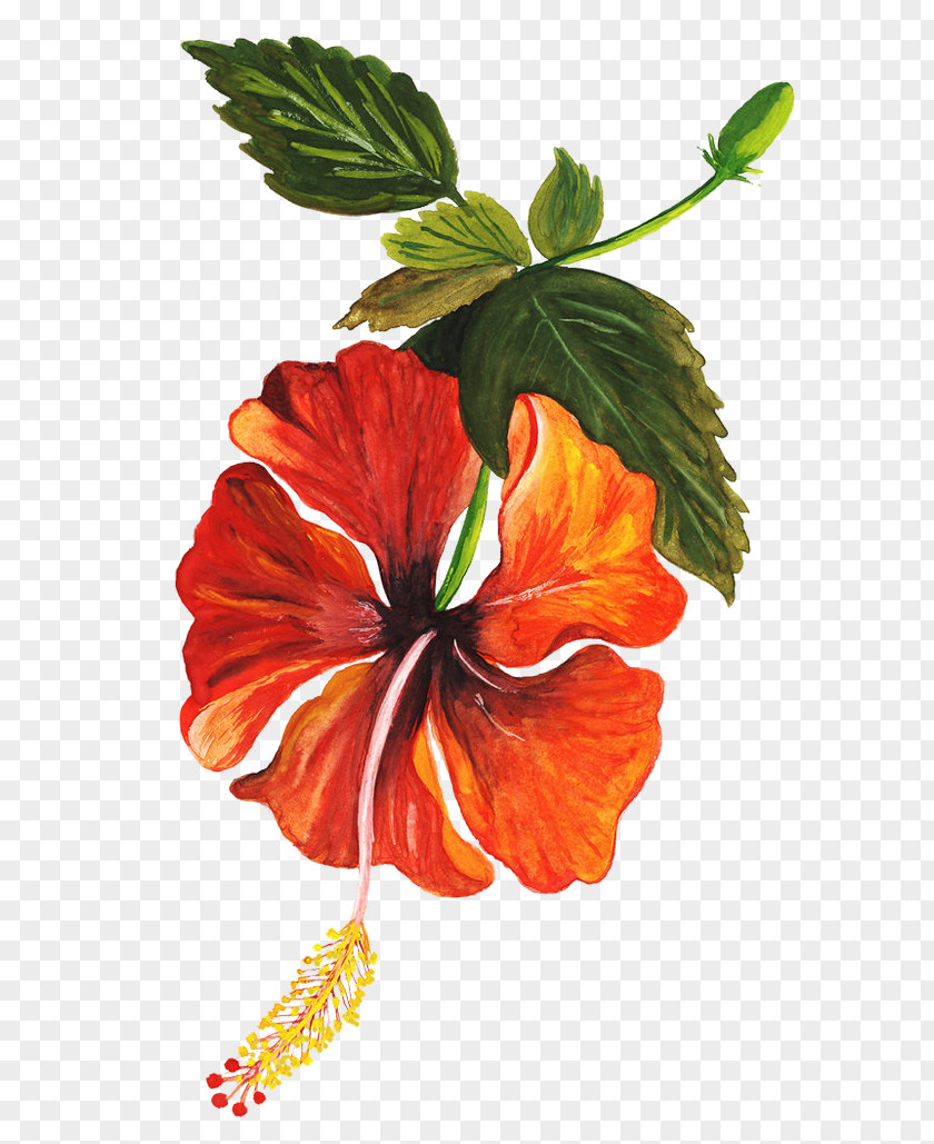 Flower Shoeblackplant Drawing Art PNG