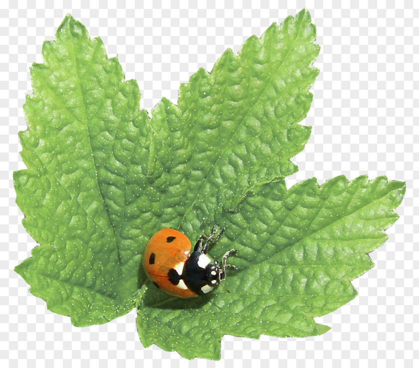 Ladybug On Leaf Insect Soil PNG