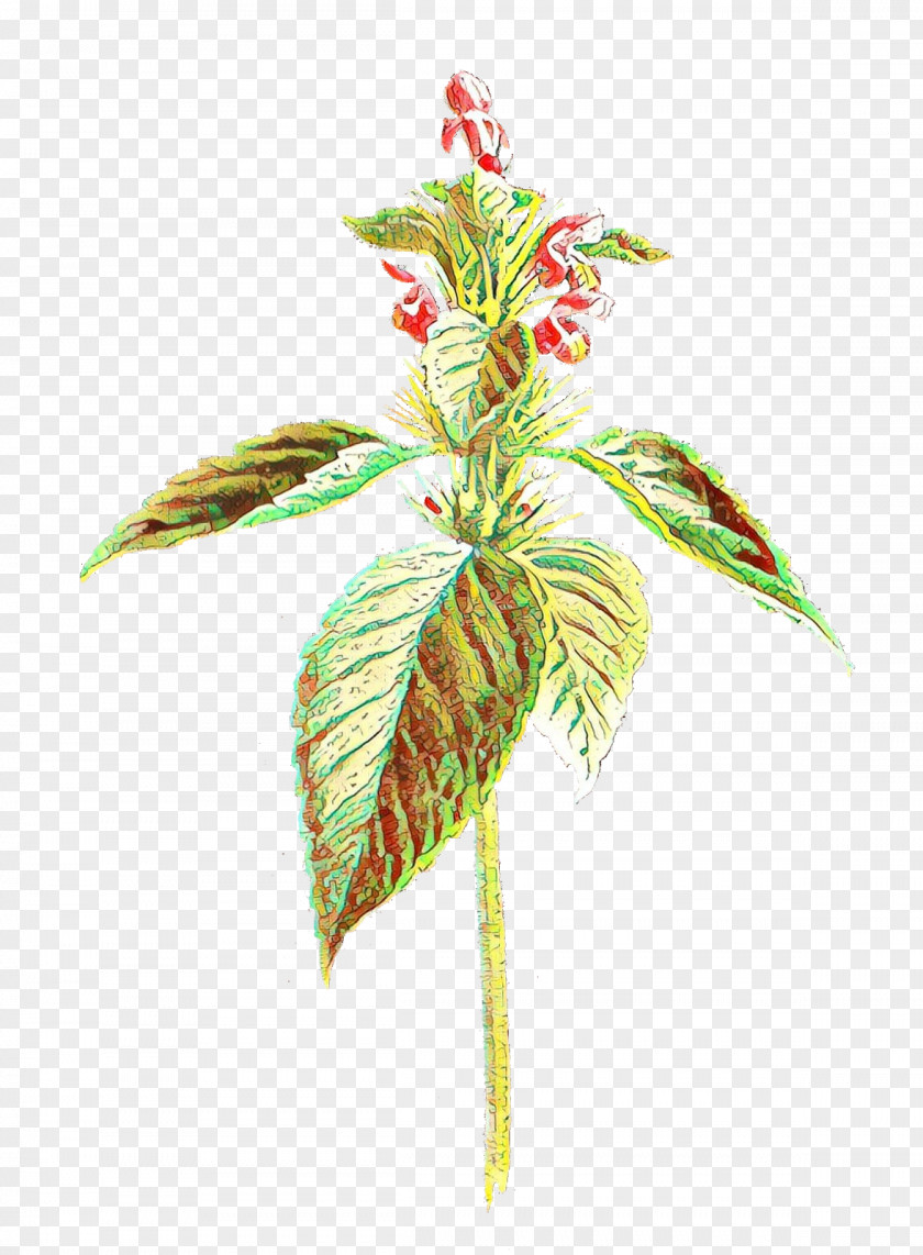 Leaf Plant Stem Plants Herbaceous Vascular PNG