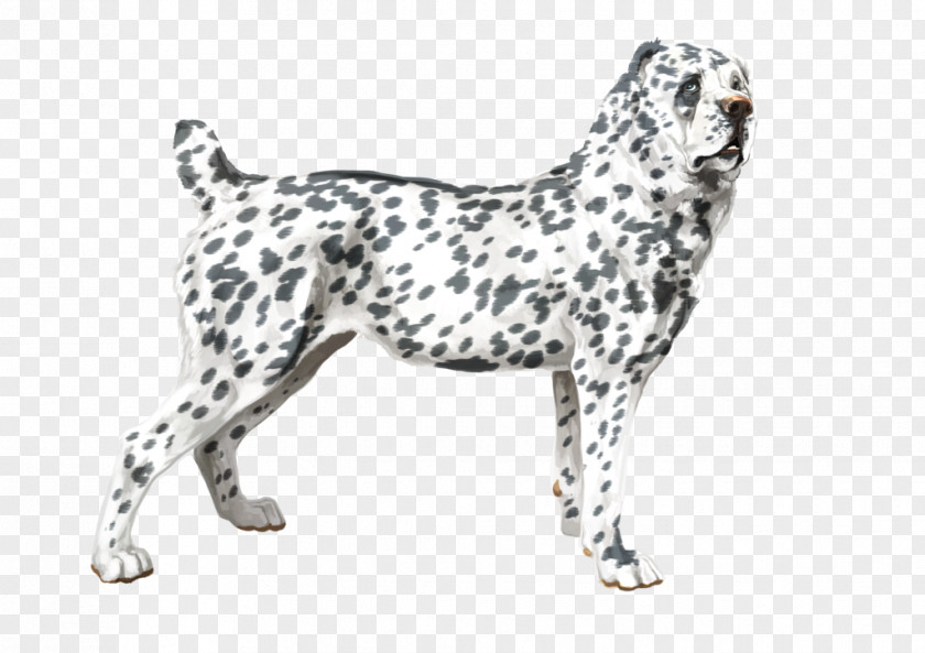 Pat The Dog Breed Dalmatian Sporting Group GroupM PNG
