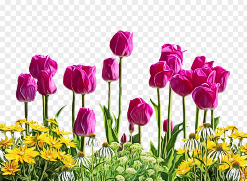 Stock Photography Flower Tulip Illustration Vector Graphics PNG
