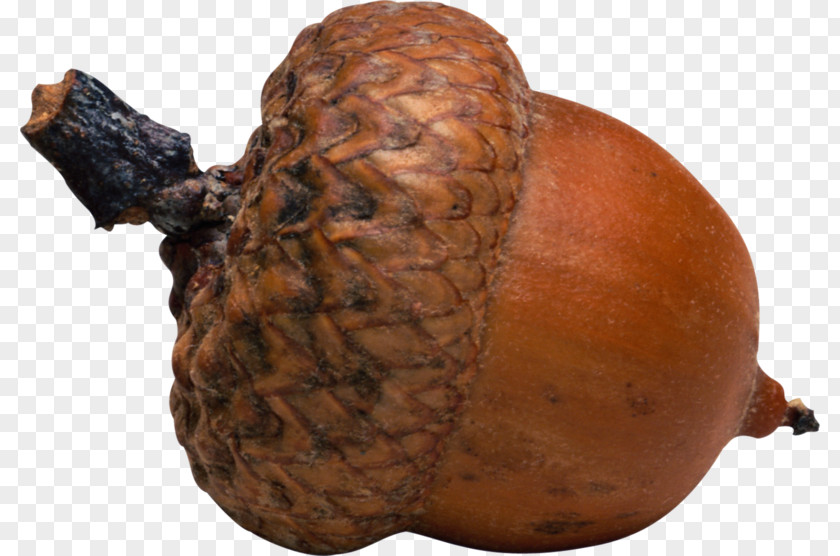 Acorn Oak Nut Seed PNG