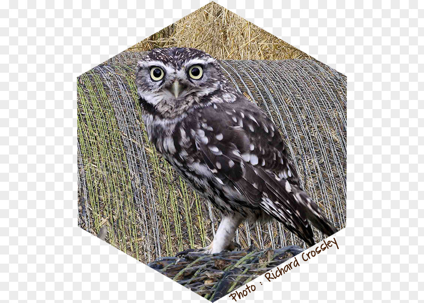 Chouette Great Grey Owl Little Bird PNG