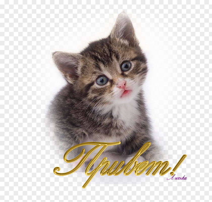 Kitten American Shorthair Clip Art PNG