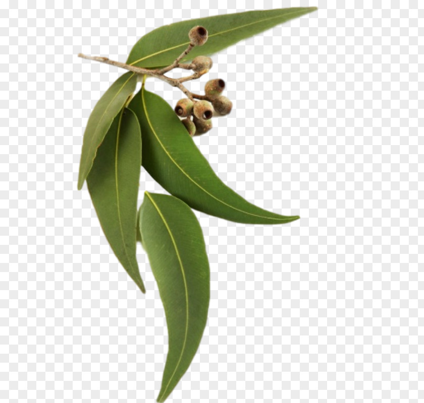 Oil Eucalyptus Radiata DoTerra Smithii PNG