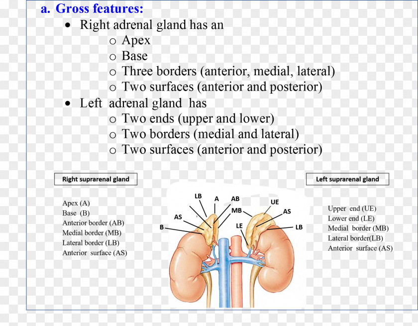 Adrenal Gland Human Anatomy Gross PNG