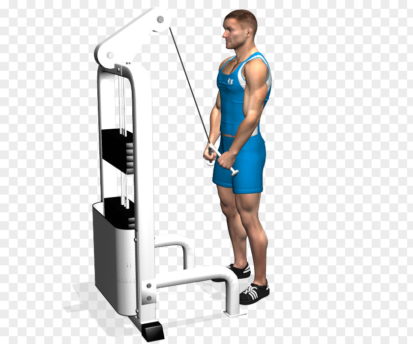 Arm Triceps Brachii Muscle Pushdown Lying Extensions Biceps Exercise PNG