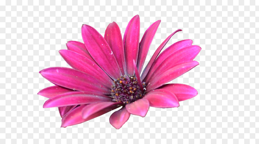 Conceptual Design Transvaal Daisy Cut Flowers Pink M PNG