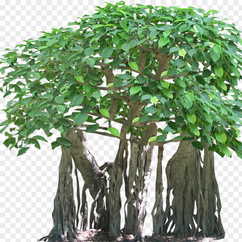 Fig Tree Tropical Rainforest Banyan Aerial Root PNG