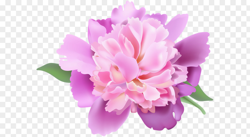 Peony Clip Art PNG