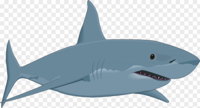 Shark,shark Bull Shark Clip Art PNG