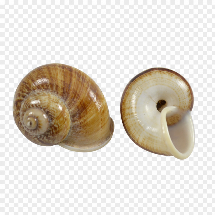 Snail Sea Conchology Seashell Gastropod Shell PNG