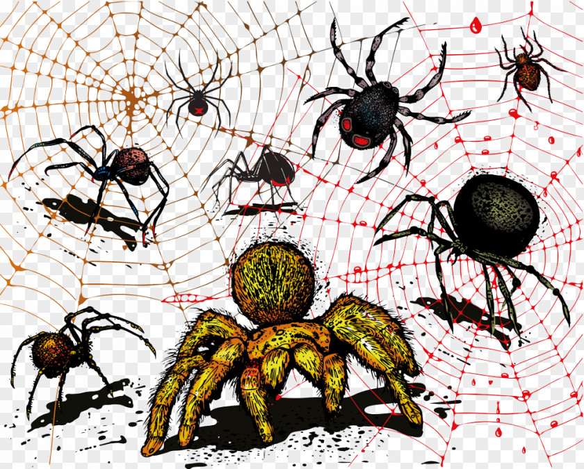 Vector Spider Web Illustration PNG