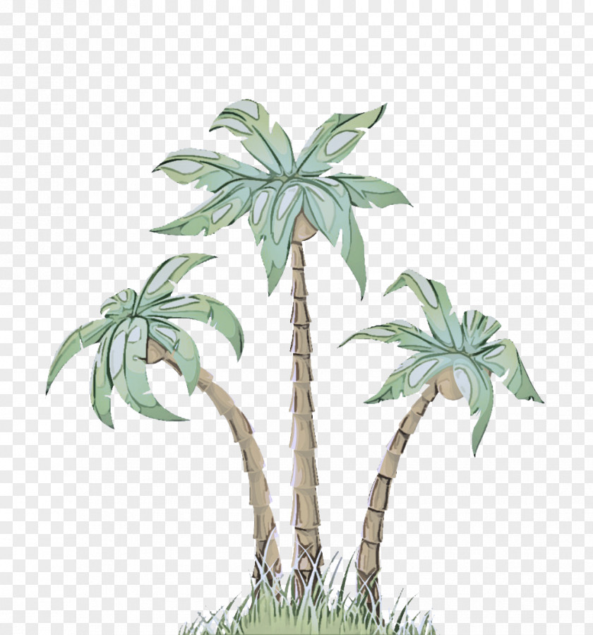 Woody Plant Leaf Palm Tree PNG