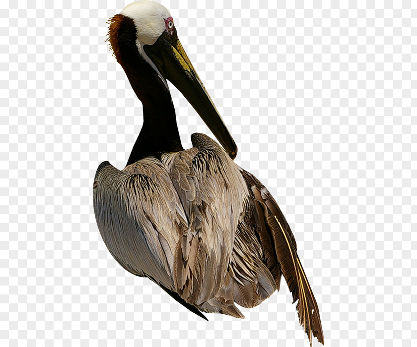 Bird Pelican Goose Owl PNG