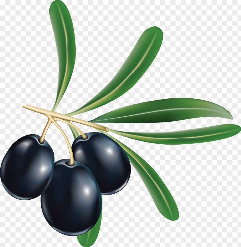 Food Flowering Plant Olive Fruit Leaf Tree PNG