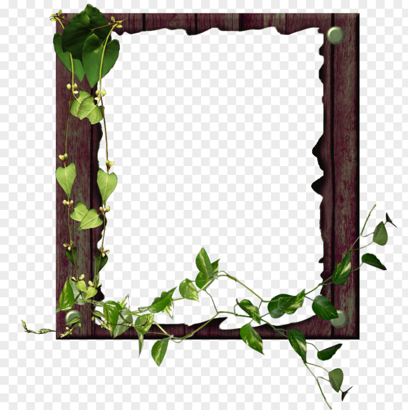 Vine Ivy Family Background Flower Frame PNG