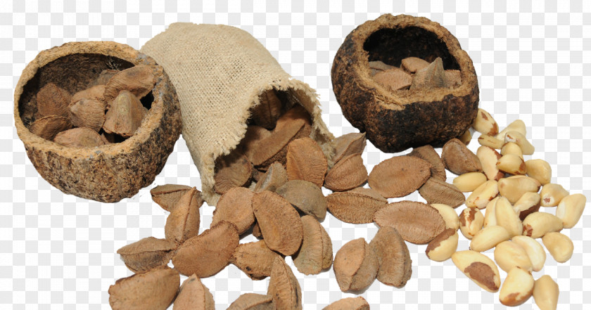 Castanha Brazil Nut Vitamin Chestnut Seed PNG