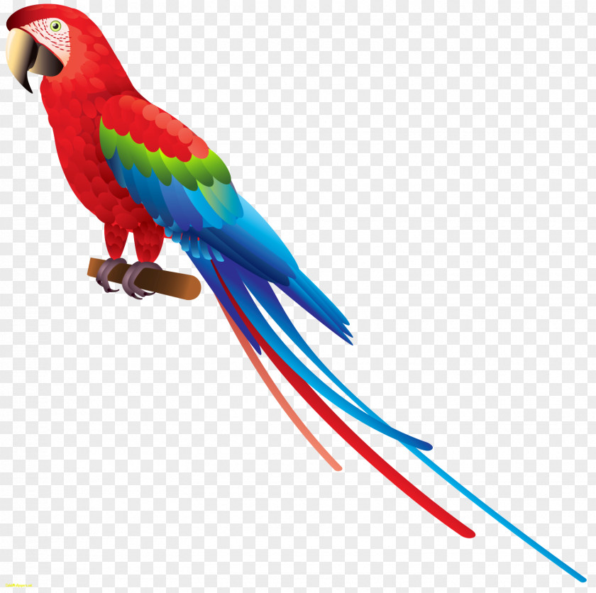 Flamingo Parrot Bird Budgerigar Clip Art PNG