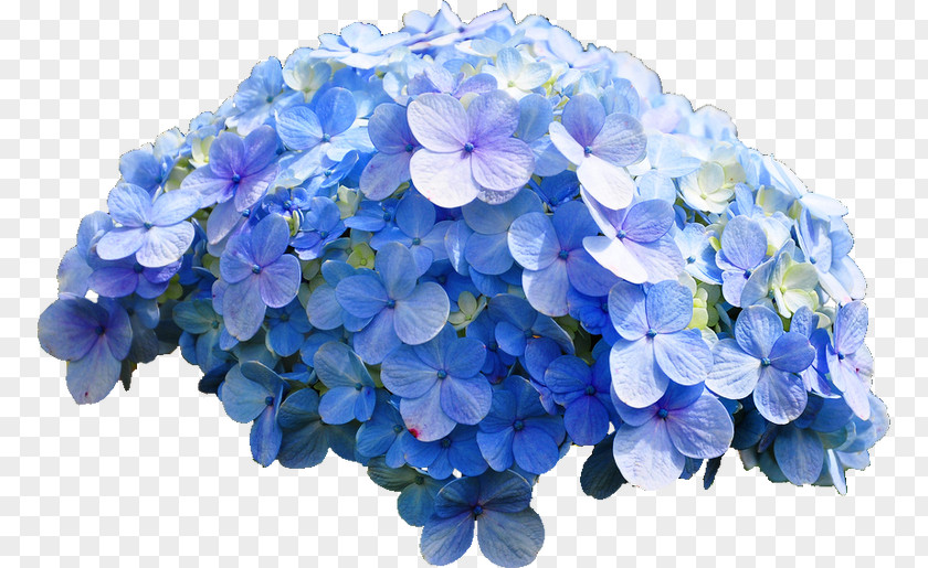 Sequin French Hydrangea Cut Flowers PNG