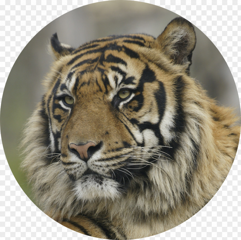 Florest Animal Zoo Whiskers Wildlife 0 PNG